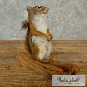 Red Squirrel Taxidermy Mount Taxidermy
