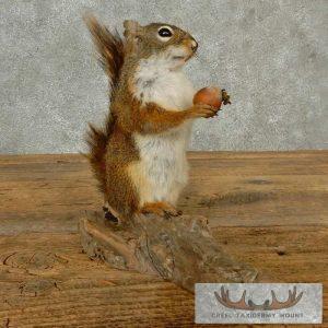 Red Squirrel Taxidermy Mount Taxidermy