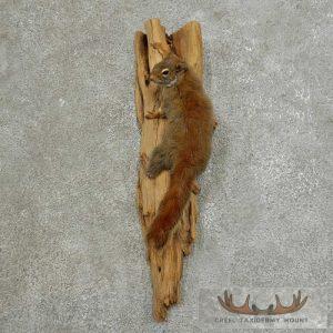 Red Squirrel Taxidermy Mount Taxidermy