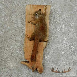 Red Squirrel Taxidermy Mount Taxidermy