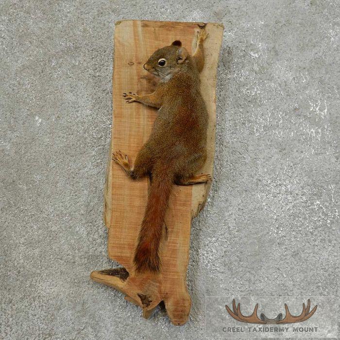 Red Squirrel Taxidermy Mount For Sale Creel Taxidermy red-squirrel-taxidermy-mount-for-sale-creel-taxidermy