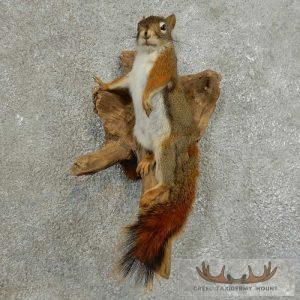 Red Squirrel Taxidermy Mount Taxidermy