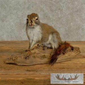 Red Squirrel Taxidermy Mount Taxidermy