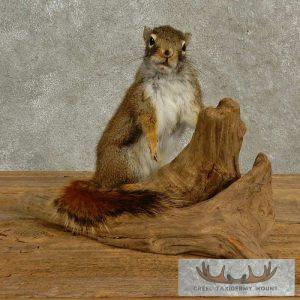 Red Squirrel Taxidermy Mount Taxidermy