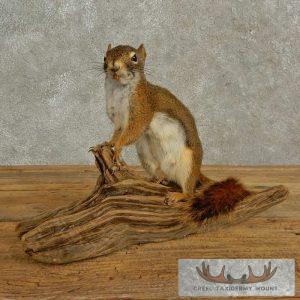 Red Squirrel Taxidermy Mount Taxidermy