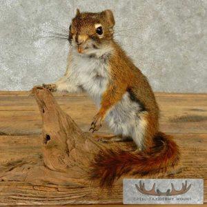 Red Squirrel Taxidermy Mount Taxidermy