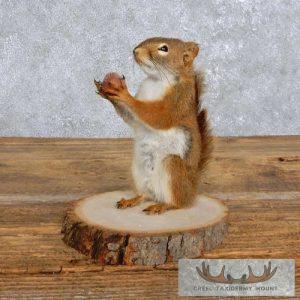 Red Squirrel Taxidermy Mount Taxidermy