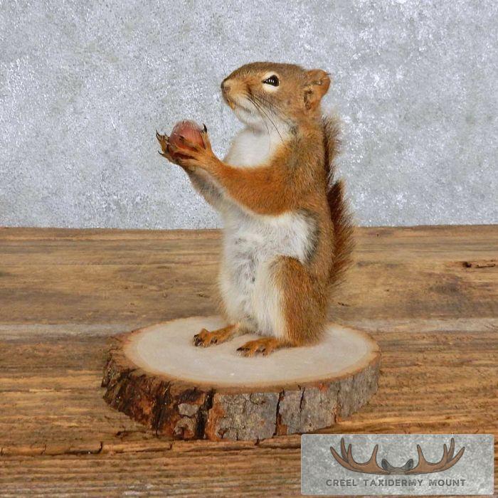 Red Squirrel Taxidermy Mount For Sale Creel Taxidermy red-squirrel-taxidermy-mount-for-sale-creel-taxidermy