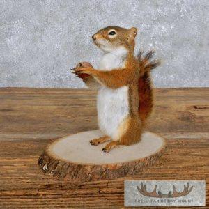 Red Squirrel Taxidermy Mount Taxidermy