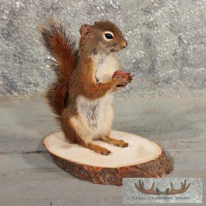 Red Squirrel Taxidermy Mount Taxidermy