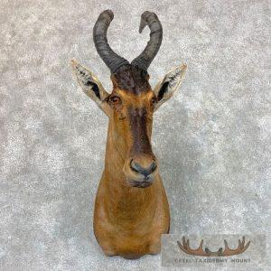 Red Hartebeest Shoulder Taxidermy Mount Taxidermy