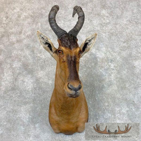 Red Hartebeest Shoulder Taxidermy Mount For Sale