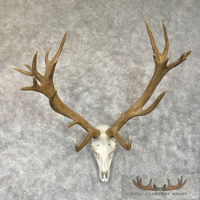 Red Deer Stag Skull European Taxidermy Mount For Sale