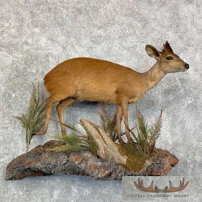 Natal Red Duiker Life-Size Taxidermy Mount For Sale