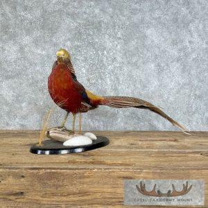 Red Golden Pheasant Taxidermy Bird Mount Taxidermy