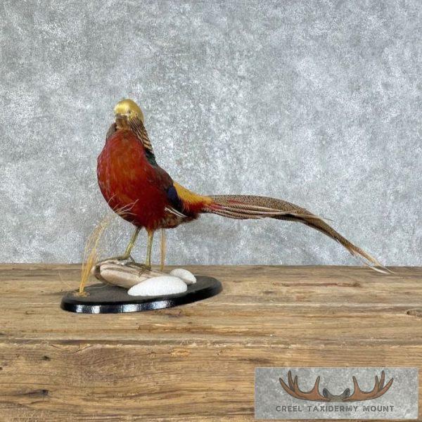 Red Golden Pheasant Taxidermy Bird Mount For Sale