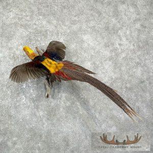 Golden Pheasant Taxidermy Bird Mount Taxidermy