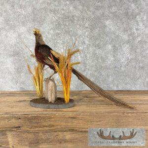 Golden Pheasant Taxidermy Bird Mount Taxidermy