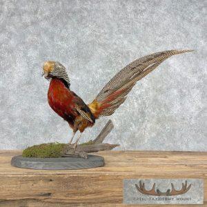Red Golden Pheasant Taxidermy Bird Mount Taxidermy