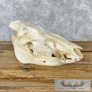 Red River Hog Skull Taxidermy Mount Taxidermy