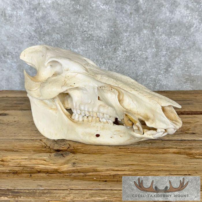 Red River Hog Skull Taxidermy Mount For Sale