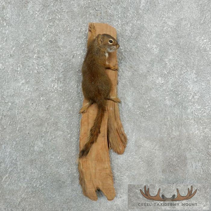 Red Squirrel Taxidermy Mount For Sale