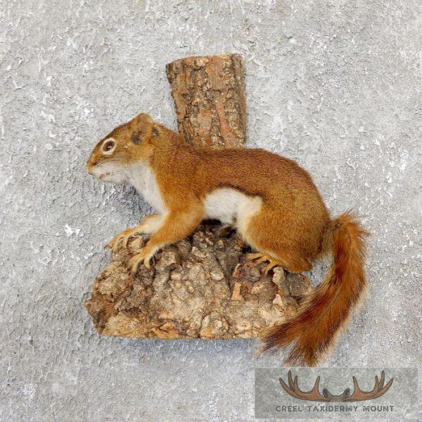 Red Squirrel Taxidermy Mount For Sale