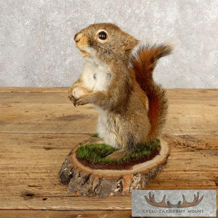 Red Squirrel Taxidermy Mount For Sale Creel Taxidermy red-squirrel-taxidermy-mount-for-sale-creel-taxidermy