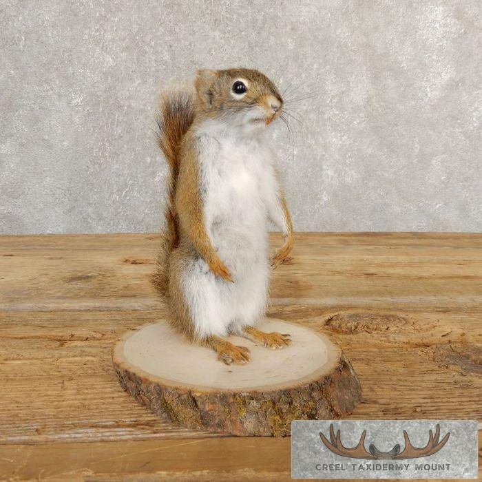 Red Squirrel Taxidermy Mount For Sale