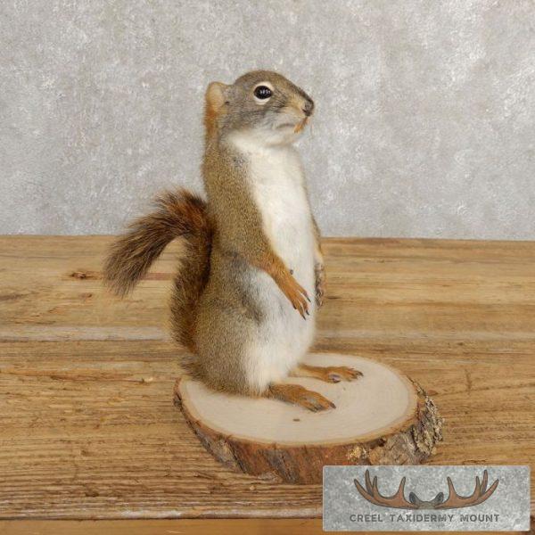 Red Squirrel Taxidermy Mount For Sale