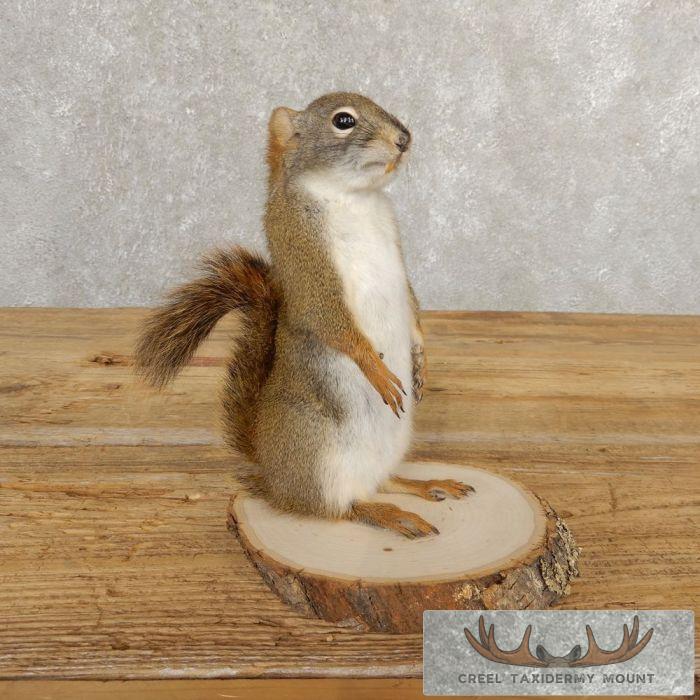 Red Squirrel Taxidermy Mount For Sale