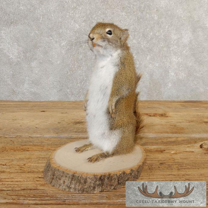 Red Squirrel Taxidermy Mount For Sale