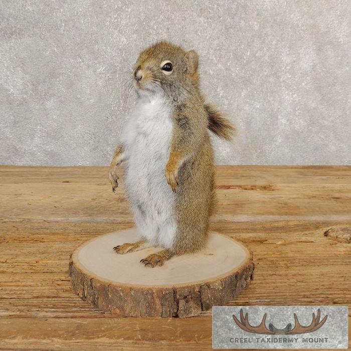 Red Squirrel Taxidermy Mount For Sale