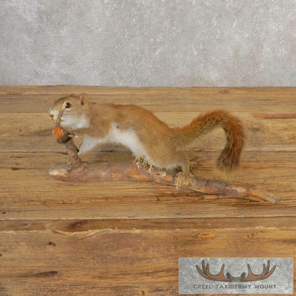Red Squirrel Taxidermy Mount For Sale