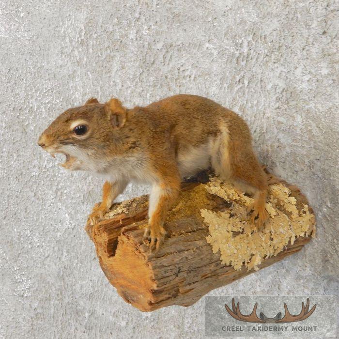Red Squirrel Taxidermy Mount For Sale