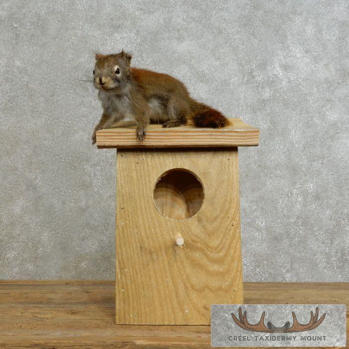 Novelty Red Squirrel Taxidermy Mount For Sale