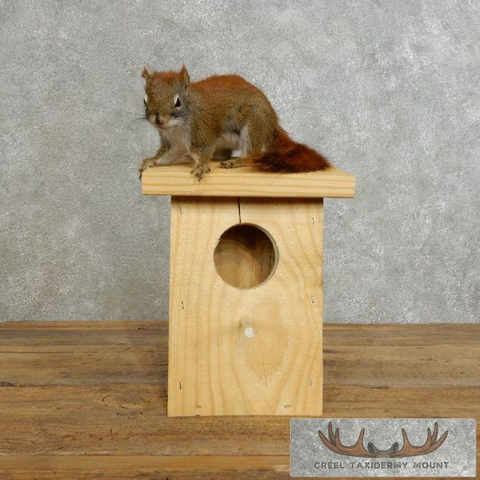 Novelty Red Squirrel Taxidermy Mount For Sale