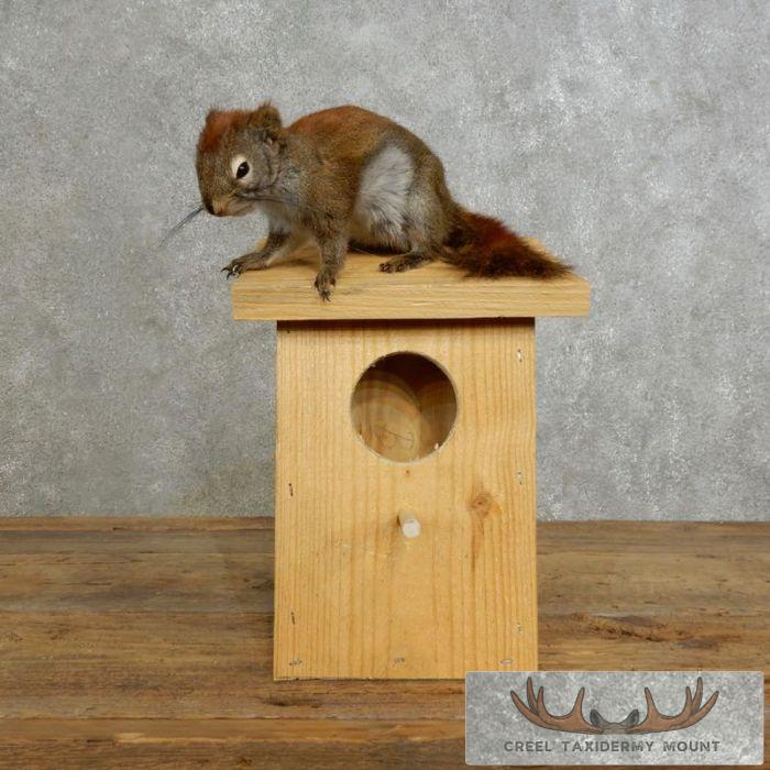 Novelty Red Squirrel Taxidermy Mount For Sale