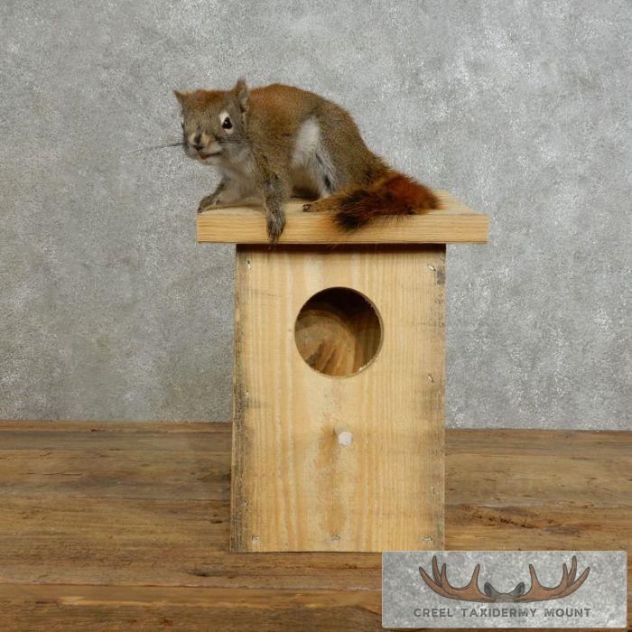 Novelty Red Squirrel Taxidermy Mount For Sale