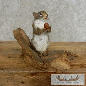 Red Squirrel Taxidermy Mount Taxidermy