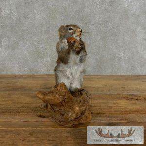 Red Squirrel Taxidermy Mount Taxidermy
