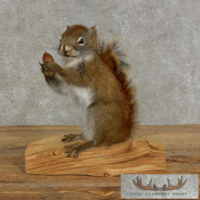 Red Squirrel Taxidermy Mount For Sale