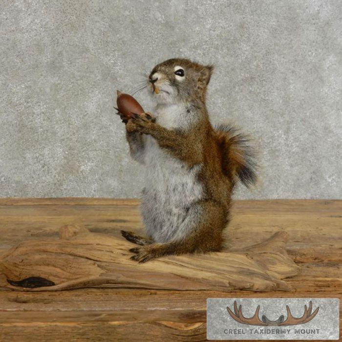 Red Squirrel Taxidermy Mount For Sale
