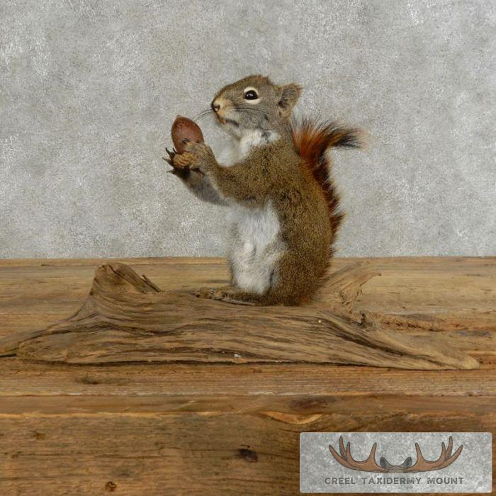 Red Squirrel Taxidermy Mount For Sale