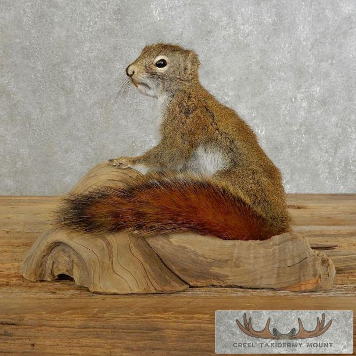 Red Squirrel Taxidermy Mount For Sale