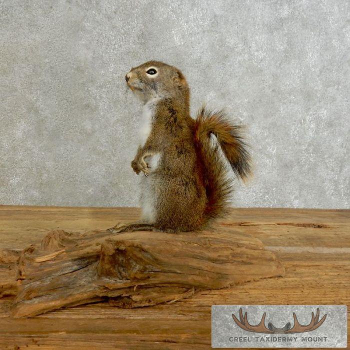 Red Squirrel Taxidermy Mount For Sale