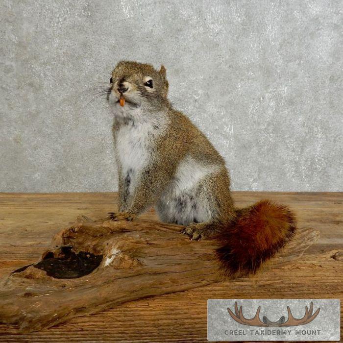 Red Squirrel Taxidermy Mount For Sale