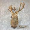 South Pacific Red Deer Stag Taxidermy Shoulder Mount For Sale