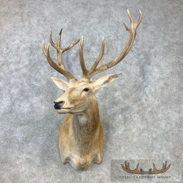 Czech Republic White Red Deer Stag Taxidermy Mount For Sale