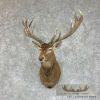 Red Deer Stag Taxidermy Shoulder Mount For Sale